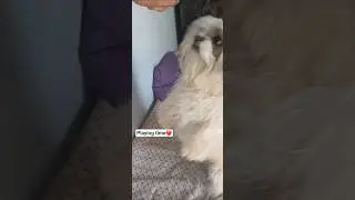 Playing time | Dog video | Funny video | Seemba the dog
