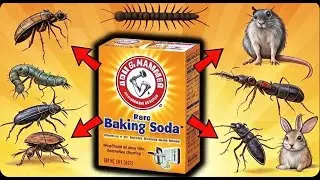 BAKING SODA: Ultimate Pest Control For FLEAS, MICE, RATS, COCKROACHES, ANTS, BEDBUGS, CENTIPEDE...