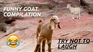 FUNNY GOAT COMPILATION | TRY NOT TO LAUGH | AnimalBloopers
