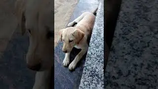 Mix Bread( Labrador Dog And Indian Street Dog)