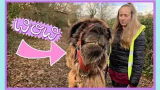 Llama 🦙 Experience