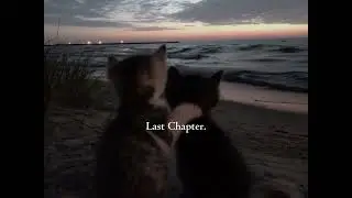 Cute couple kitten moments.