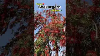 PUNJAB PAKISTAN shakargarh 🥰🥰🥰 punjab#pakistan#shakargarh#vlog#vlogs#punjabvlog