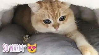 【LOVELY CATS DAILY 2026.1.1】Goldlion Presents &ndash; Warm & Cozy House | CHUBBY MEOW SPACE | 金利來話 - 溫暖的貓窩