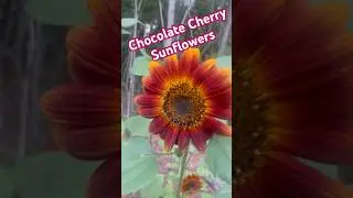 9/1 Chocolate Cherry Sunflower Update! #georgia #garden #sunflower #flowers #september