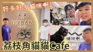 Kenson周圍去之一間有得玩貓貓又有得食嘅貓貓Cafe餐廳-荔枝角Urban Cafe遊記..！！好多好多貓🐱🐱🐱🐱🐱🐱