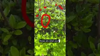 Here&rsquo;s how you prune azaleas to keep them the same size and blooming each year