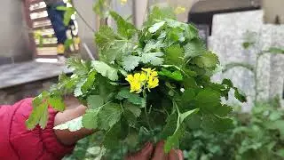 Pariyon ki rani h#song#greenery#dhaniya#sarson_ki_kheti 
