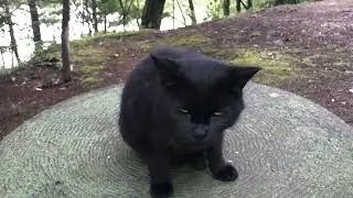 Black Cat Relaxation Session