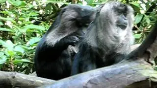 Lola At zoo! MONKEYS?!?!?!?