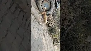 desi blog video viral video mini blog and you doggy style videos #indianyoutuber #viralcontent