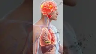 How smoking effects your body #smokingcigars #shorts #health #fypシ