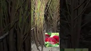 #персик #сатурн #саженцы #бронь #отправка #fruit #рекомендации