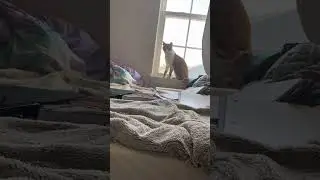 Cats go crazy for this #cat #orangecats