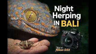 Herping in Bali with the Nikon D3X