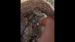 பச்சை நண்டு