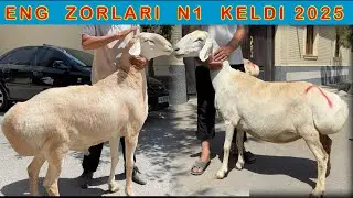 SOBIRJONGA JUDA ZOR TOZZA AVGON QOYLAR KELDI SHOSHILING 2025✅