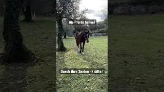 Die heilenden Kr&auml;fte der Pferde #coaching #spirituelles #pferd