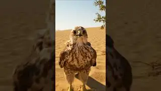 Baby Desert Hawk #shorts #shortsfeed #shortsvideo
