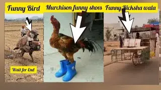 MOST FUNNY MOMENTS OF PAKISTANI PEOPLES | Pakistani Funny Video | #funny #comedy #comedy 