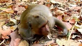 So said monkey Sweet pea asthenia by leg pain and angry mom popye don't take care.
