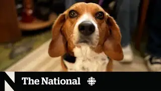 Wonder what your pet is thinking? Pet psychics claim they can help