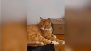 Crazy cats 