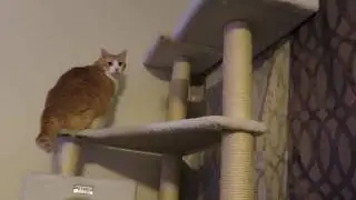 Cat Cleans Himself At The Top His Tree