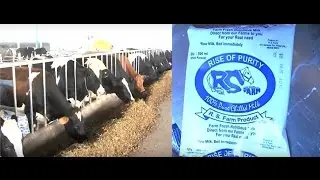 Most advanced modern diary farm in Punjab | RS Dairy Farm | Unnat dairy