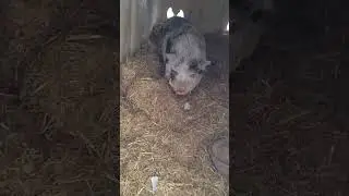 Deep snow. Clean shelter. Designated latrine. Smart Pig.