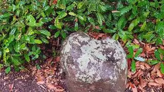 PhilosophersCorner: ASMR: November Rain 2024: Lush