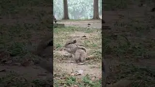 Witnessed Adorable Squirrel eating #animallovers #squirrel #rodent #animal #nature #adorable #cute