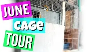 June Rabbit Cage Tour 2016