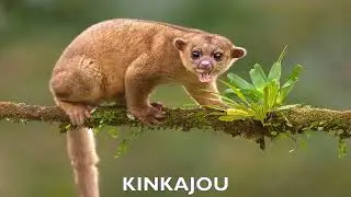 ARBOREAL ANIMALS: AN EARTH DAY TRIBUTE