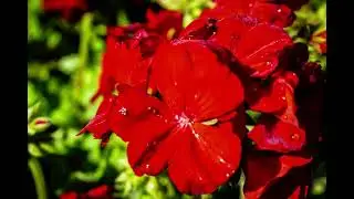 Geranium Flowers