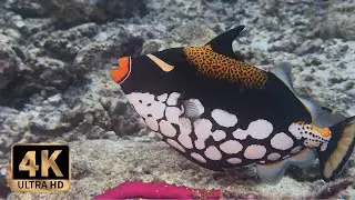 Scuba Diving DivePoint Meedhupparu Maldives 2023 (13)