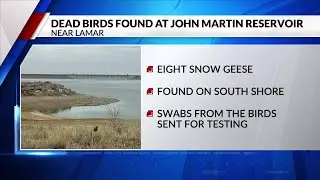 Eight dead geese found at John Martin Reservoir