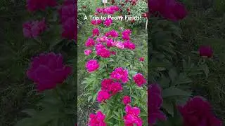 A Trip to Peony Fields of Swenson Gardens in MN! #foryou #peony #flowers #garden #family #travel