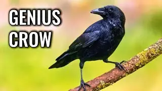 Crow Intelligence: 4 Experiments That Will Change How You See Birds