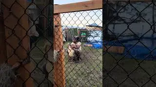 Gator wrestling 