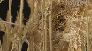 Close-up of a Harvest mouse in nest amongst wheat stalks, demonstrating use of prehensile tail