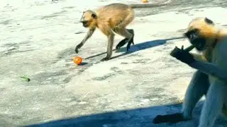 langur monkey feeding!!how to get views on youtube! What do monkeys eat daily?