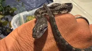 Feeding an Eastern Ratsnake