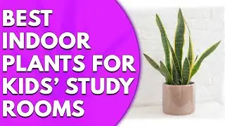Best Indoor Plants for Kids&rsquo; Study Rooms That Boost Focus: Our Top Picks