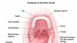 Anatomy of the oral cavity 