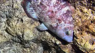Live 🟢 –Fan Special - You Vote, I Catch！🦀🌊#diving  #fishing #hunting #shorts