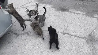 Homeless cats are also fed by local residents.| I feed homeless animals