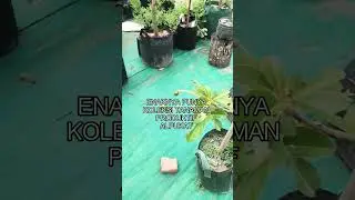 Tanaman produktif alpukat #fruit  #buah #petanimuda #petanimilenial #mutivasi #tutorial #pembibitan