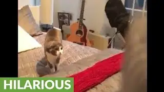 Cat terrified of owner's horse mask