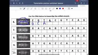 Central Dogma transcription wkst video